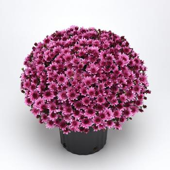 Chrysanthemum x morifolium 'Milkshake Berry Pink' (211877)