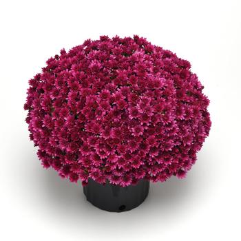 Chrysanthemum x morifolium 'Milkshake Cherry Purple' (211879)