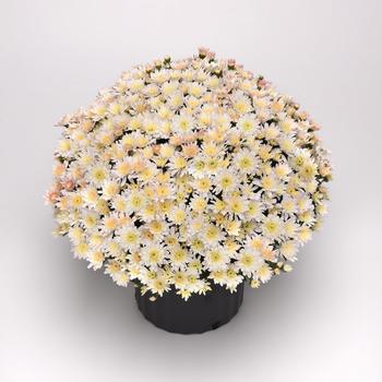 Chrysanthemum x morifolium 'Milkshake Coconut White' (211881)