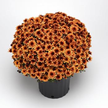 Chrysanthemum x morifolium 'Milkshake Kiwi Bronze' (211883)