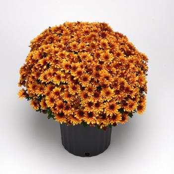 Chrysanthemum x morifolium 'Milkshake Papaya Orange' (211885)