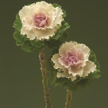 Brassica oleracea 'Crane Ruffle Bicolor' (211949)