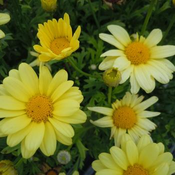 Argyranthemum 'Beauty Yellow' (215858)