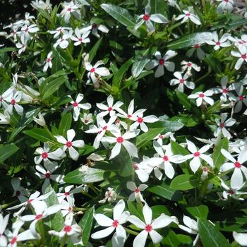 Catharanthus Soiree kawaii® 'White Peppermint' (216440)