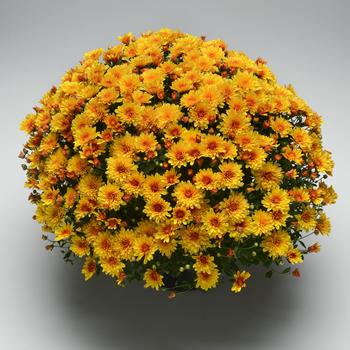 Chrysanthemum x morifolium 'Hot Spot Bronze' (216473)