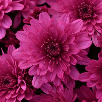 Chrysanthemum x morifolium 'Paintbox Purple' (216475)