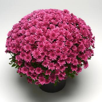 Chrysanthemum x morifolium 'Paintbox Purple' (216476)
