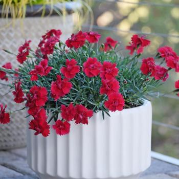 Dianthus Star Single™ 'Fire Star Improved' (216881)