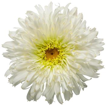 Leucanthemum x superbum Amazing Daisies® 'Marshmallow' (217209)