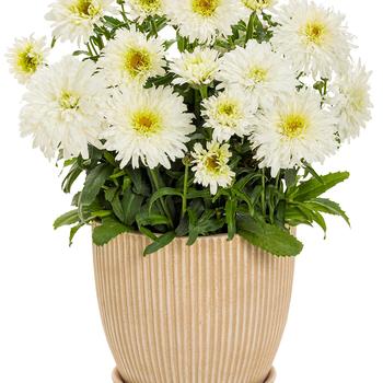 Leucanthemum x superbum Amazing Daisies® 'Marshmallow' (217210)