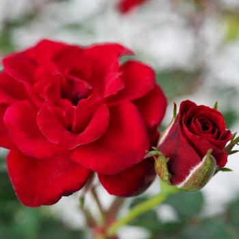 Rosa Serenity™ 'Red' (217541)