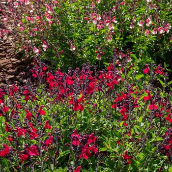 Salvia x jamensis VIBE® 'Ignition Cranberry' (217563)