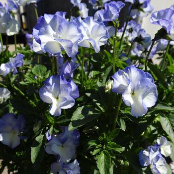 Viola MagnifiScent™ 'Delft Blue' (217582)