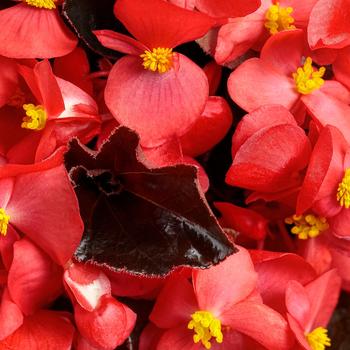 Begonia Surefire® 'Cherry Cordial™' (217861)