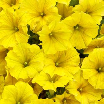 Petunia Supertunia Mini Vista® 'Yellow' (218045)
