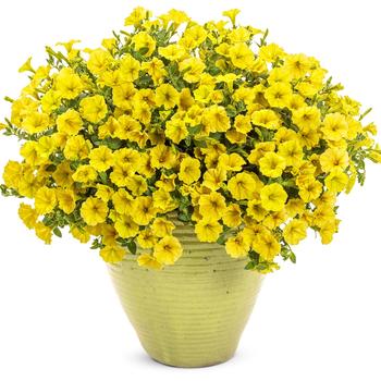 Petunia Supertunia Mini Vista® 'Yellow' (218046)