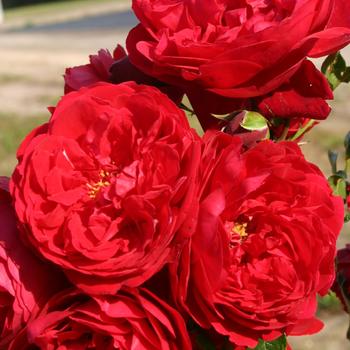Rosa Arborose® 'Florentina™' (219130)