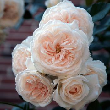 Rosa Arborose® 'Honeymoon™' (219133)