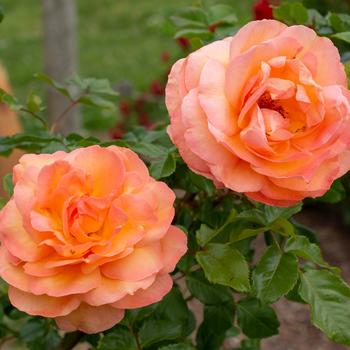 Rosa Arborose® 'Tangerine Skies™' (219150)