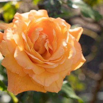 Rosa Arborose® 'Tangerine Skies™' (219151)