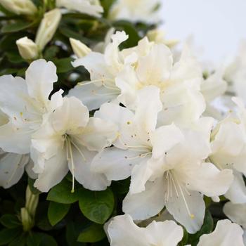 Rhododendron FlorAmore® 'White' (219343)