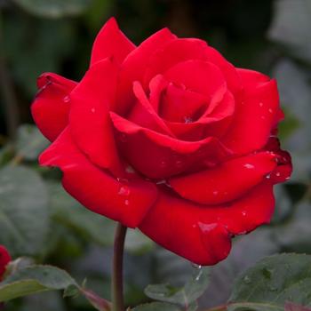 Rosa Eleganza® 'Grande Amore™' (219350)
