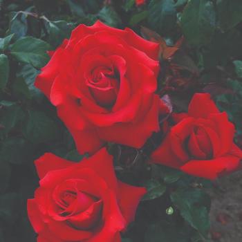 Rosa Eleganza® 'Grande Amore™' (219352)