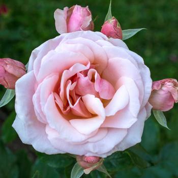 Rosa 'Mother of Pearl®' (219427)