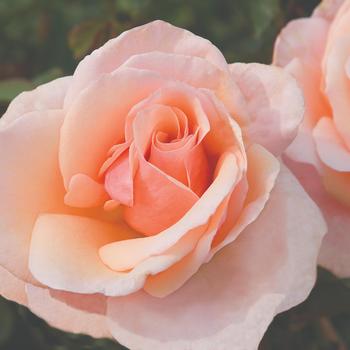 Rosa 'Mother of Pearl®' (219428)