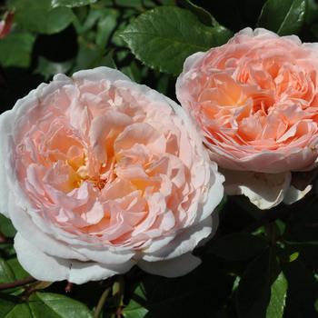 Rosa Parfuma® 'Bliss' (219463)