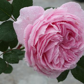 Rosa Parfuma® 'Summer Romance™' (219469)