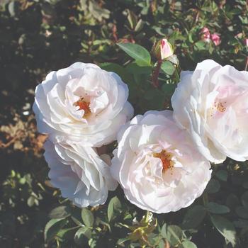 Rosa 'Pearlescent™' (219471)