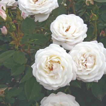 Rosa 'Pearlescent™' (219472)