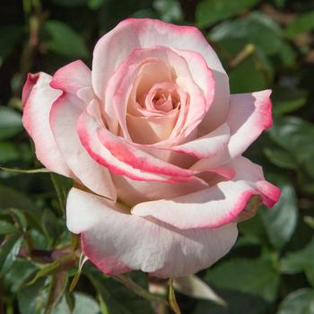Rosa 'Pinkerbelle™' (219478)