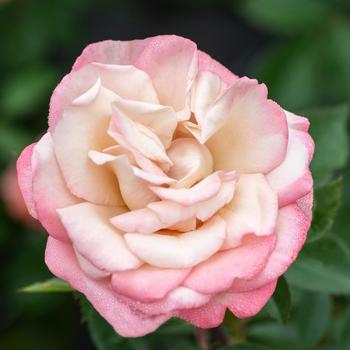 Rosa 'Pinkerbelle™' (219480)