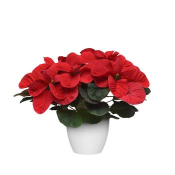 Euphorbia pulcherrima Christmas Mouse® 'Red' (219538)