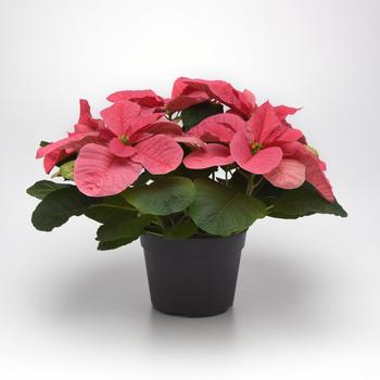 Euphorbia pulcherrima Christmas Mouse® 'Pink' (219540)