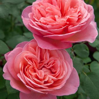 Rosa 'Sweet Mademoiselle™' (219558)