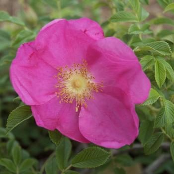 Rosa 'Raspberry Rugostar®' (219772)
