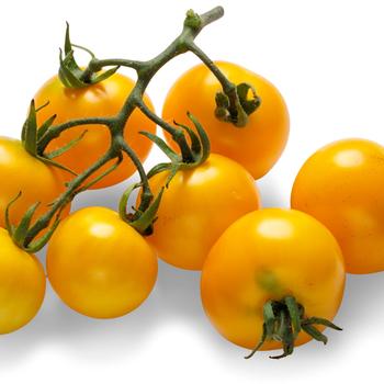 Lycopersicon esculentum Tempting Tomatoes® 'Patio Sunshine' (220838)