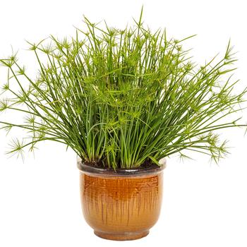 Cyperus prolifer Graceful Grasses® 'Queen Tut®' (220947)