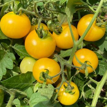 Lycopersicon esculentum Tempting Tomatoes® 'Patio Sunshine' (220949)
