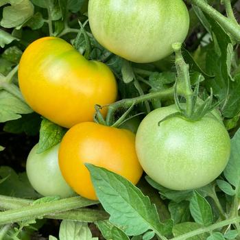 Lycopersicon esculentum Tempting Tomatoes® 'Bellini' (220951)