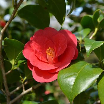 Camellia japonica 'Greensboro Red' (223920)