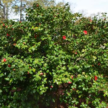 Camellia japonica 'Greensboro Red' (223924)
