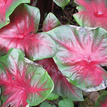 Caladium Painted Frog™ 'Red-Bellied Tree Frog' (225139)