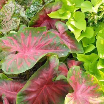 Caladium Painted Frog™ 'Red-Bellied Tree Frog' (225140)