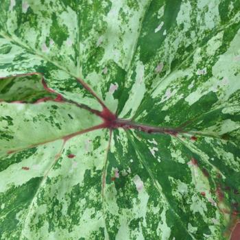 Caladium Painted Frog™ 'Tie-Dyed Tree Frog' (225142)