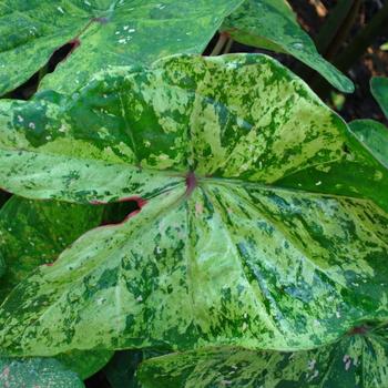 Caladium Painted Frog™ 'Tie-Dyed Tree Frog' (225143)