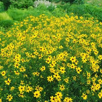 Coreopsis 'Gilded Lace' (225910)